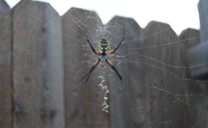 Sultry Summer, Frisky&nbsp;Fall