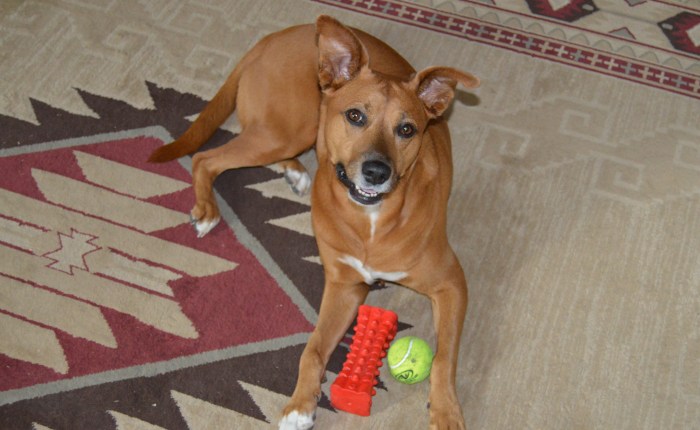 “… and chocolate will kill&nbsp;you!”