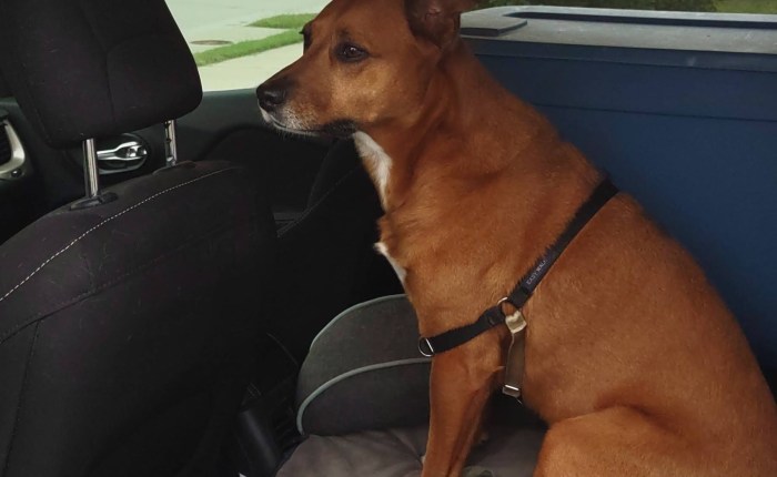 My Cancer Journey&nbsp;III